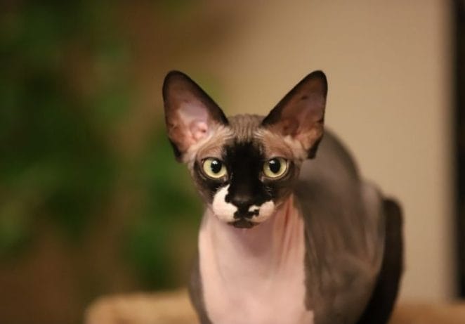 2. Hairless Cats