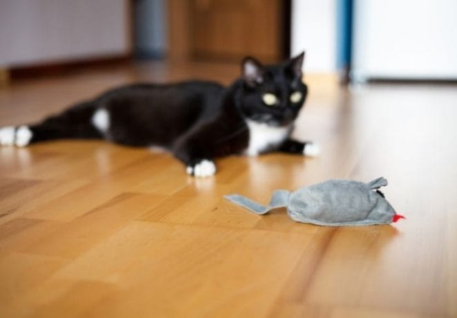 Play with your cat using interactive toys