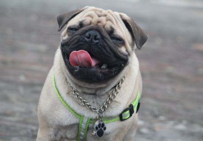 2. Pug