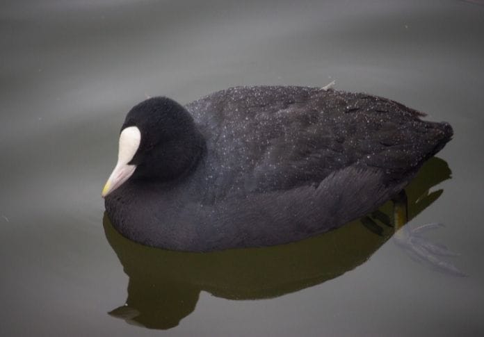 200+ Best Black Duck Names - Names for a Black Duck