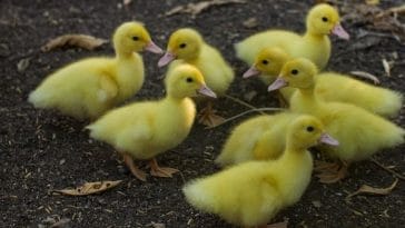 200+ Best Yellow Duck Names - Names for a Yellow Duck or Duckling