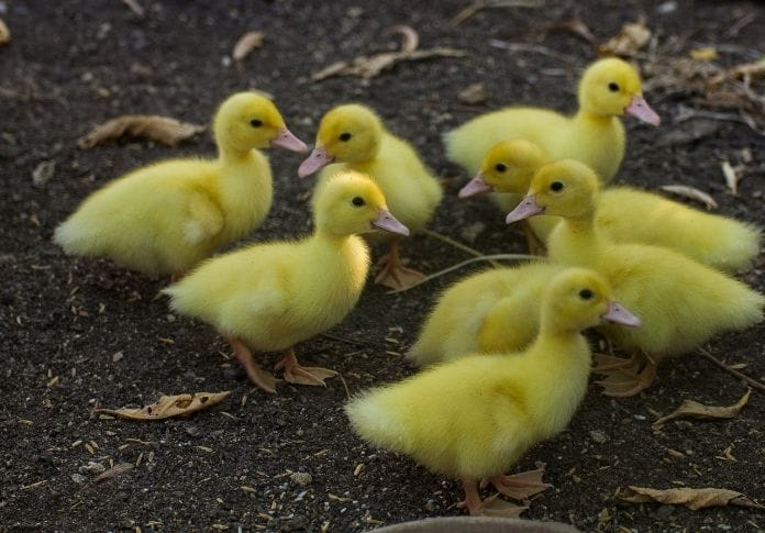 200+ Best Yellow Duck Names - Names for a Yellow Duck or Duckling