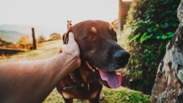 200+ Black and Tan Dog Names - The Best Names for Your New Puppy