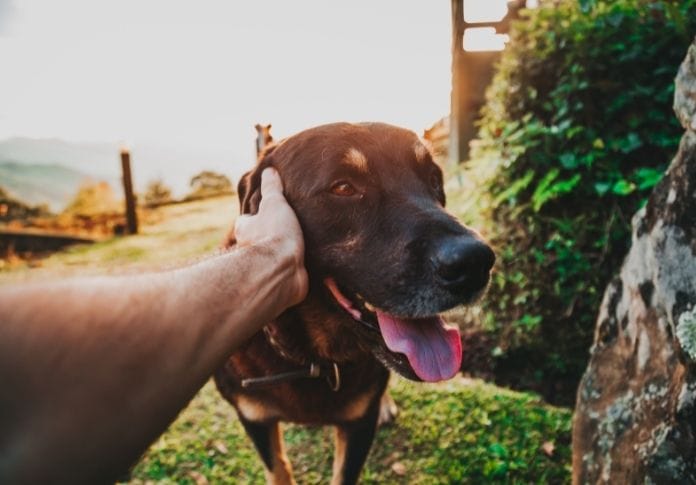 200+ Black and Tan Dog Names - The Best Names for Your New Puppy