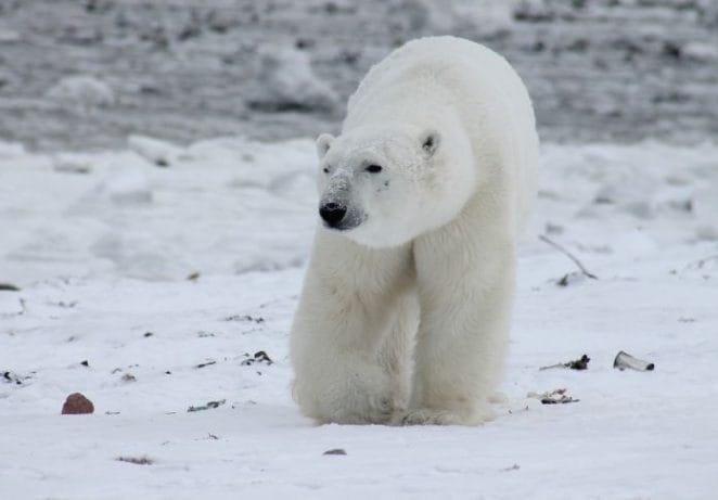 3 - Polar Bear