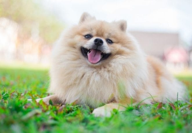 3. Pomeranian