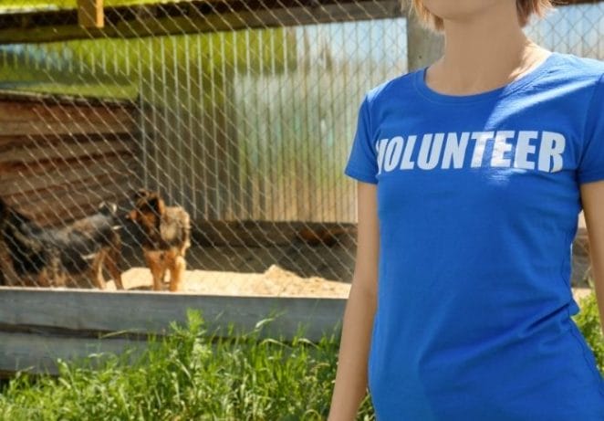 3. Volunteer in a Dog Shelter