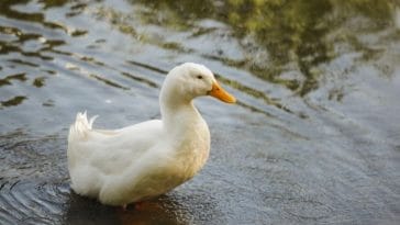 300+ White Duck Names - Best Names for Your White Duck