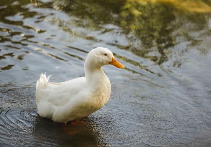 300+ White Duck Names - Best Names for Your White Duck