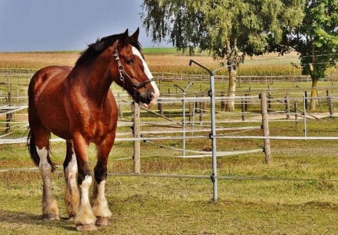 4 - Shire Horse