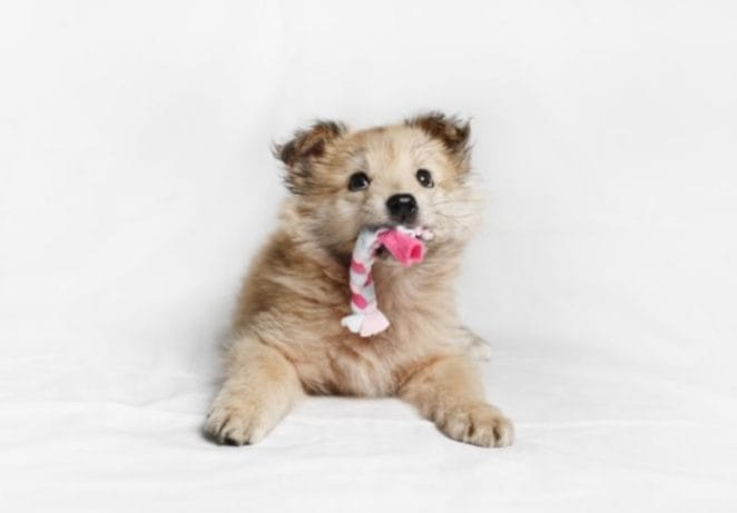4. Get A New Toy To Celebrate Your Pup