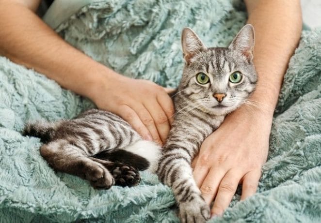 5 Tips to Celebrate 'Respect Your Cat Day' With Your Feline Friend