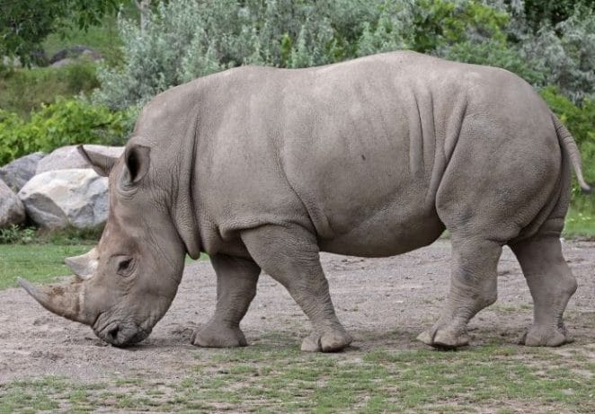 5 - White Rhinoceros