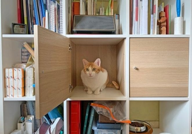 Give your cat opportunities to hide and perch