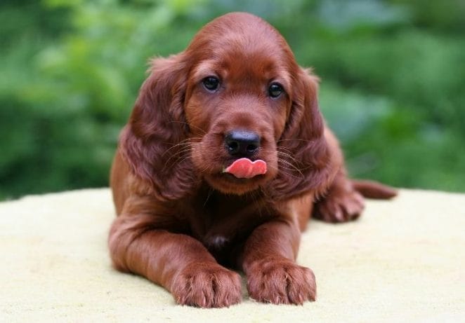 5. Irish Setter