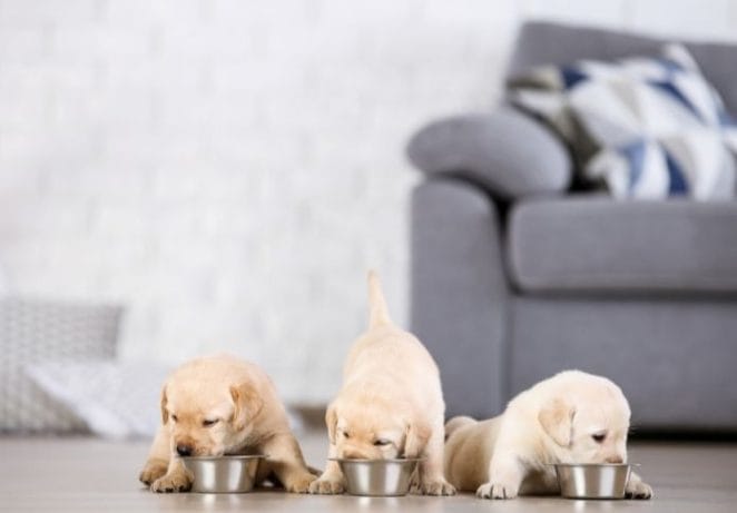 5. Make Delicious Homemade Dog Treats