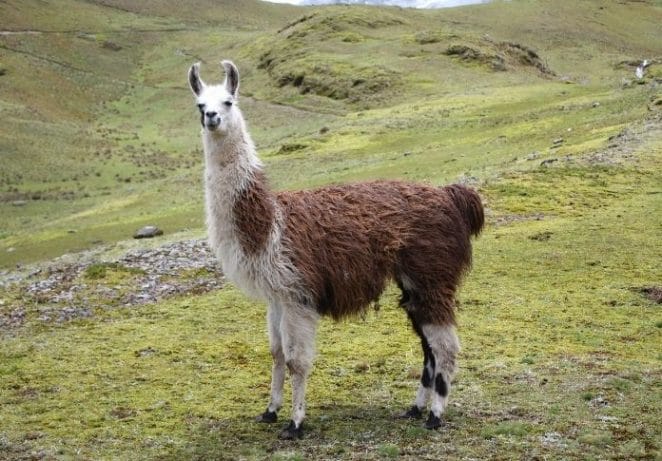 6 - Llama