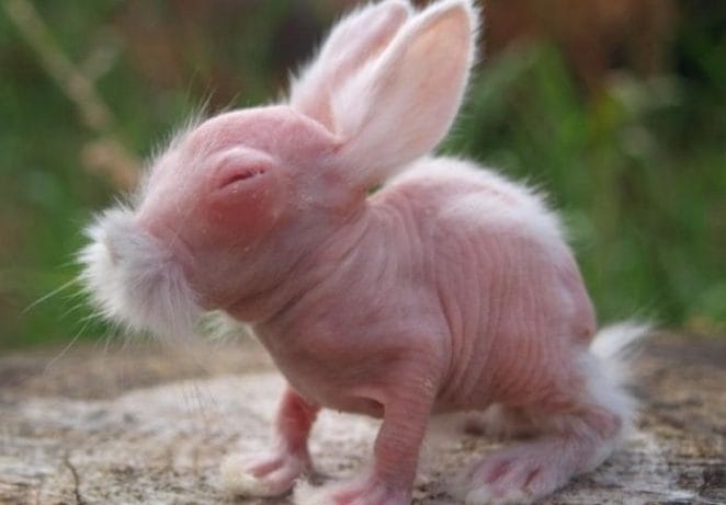 6. Hairless Rabbits