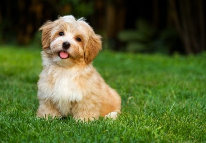 6. Havanese