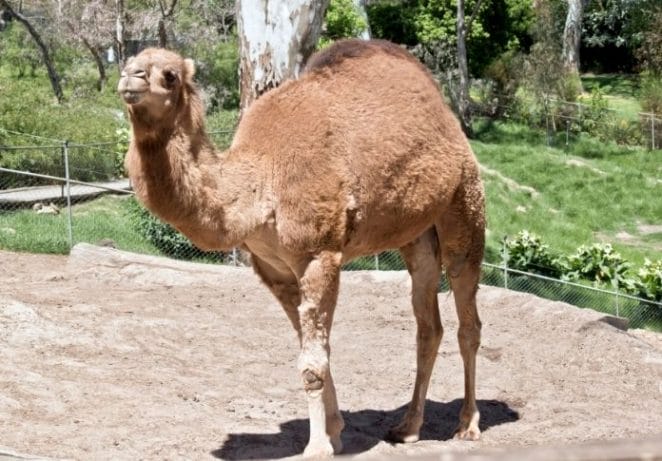 7 - Dromedary Camel