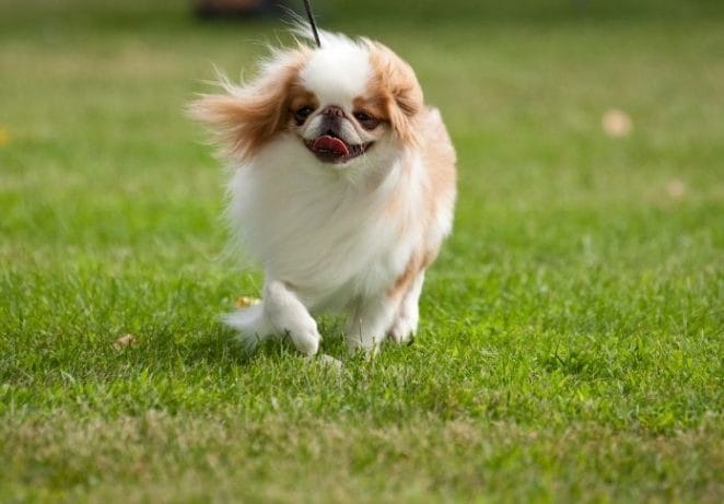 7. Japanese Chin