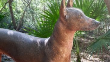 70+ Aztec Dog Names - Best Aztec Name Ideas for Your Pet