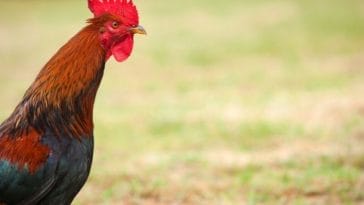 70+ Famous Chicken Names - Famous Names For A Farm Chicken