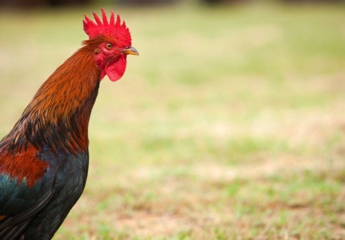 70+ Famous Chicken Names - Famous Names For A Farm Chicken