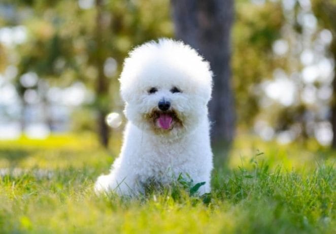 8. Bichon Frise