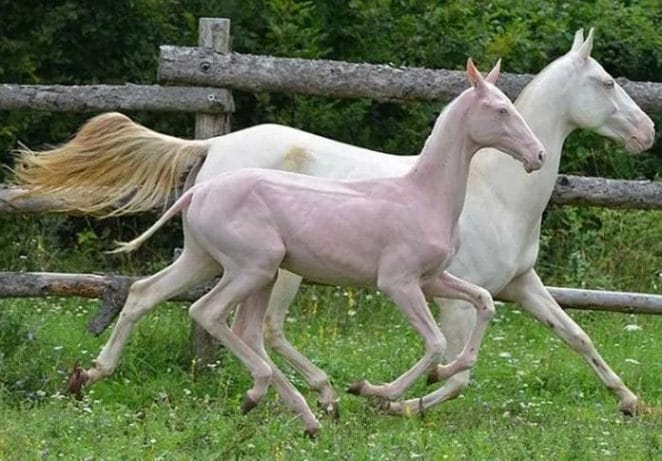 8. Hairless Horses