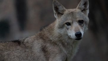 80+ Indian Names for a Wolf - The Best Indian Wolf Names