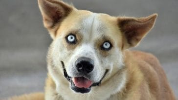 80+ Spooky Dog Names - The Most Spooky Names for Your Pup