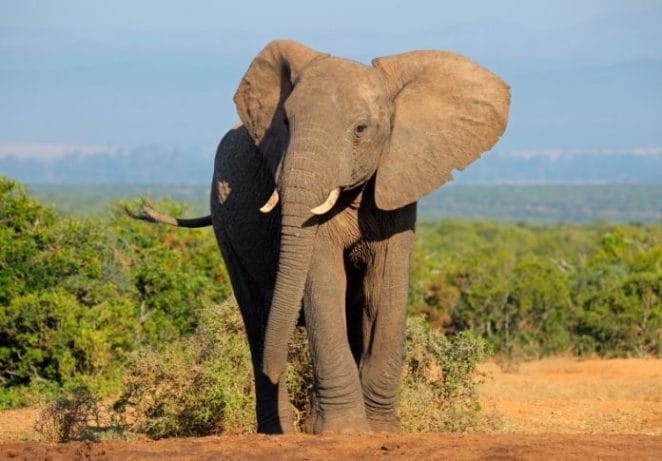 9 - African Elephant
