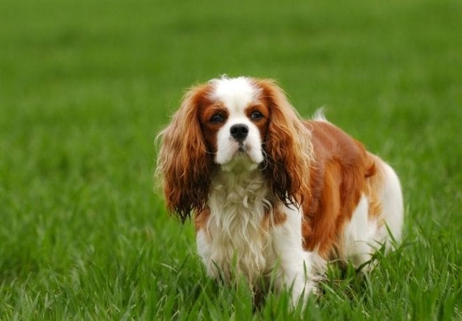 9. Cavalier King Charles Spaniel