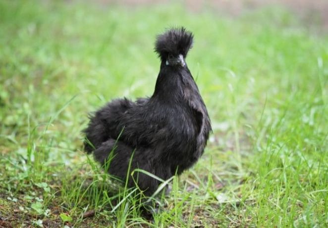 Badass Names for Black Chickens