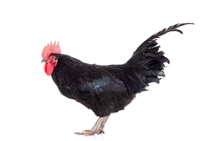 100+ Best Black Rooster Names: Name Ideas for Your Feathered Friend