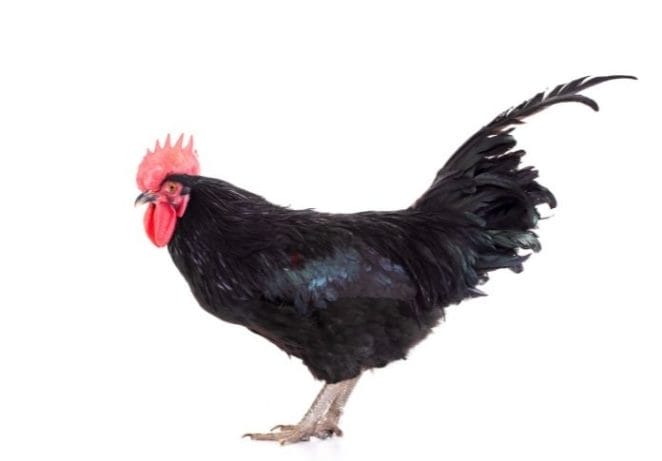 Black Rooster Names Inspired by Disney