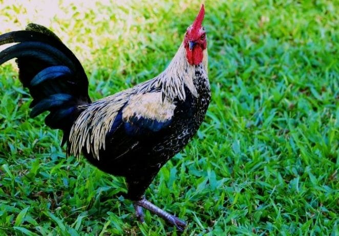 Black and White Chicken Names Based on Design Patterns