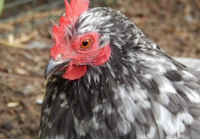 Black and White Chicken Names Inspired by Foods