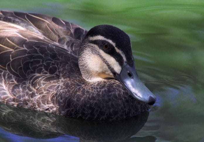 Cool Black Duck Names