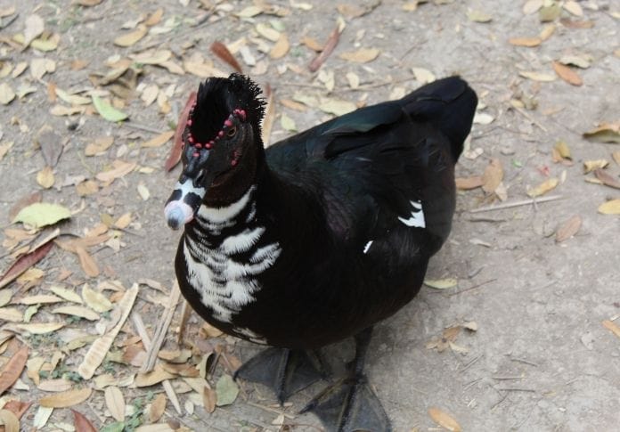 Cute Black Duck Names