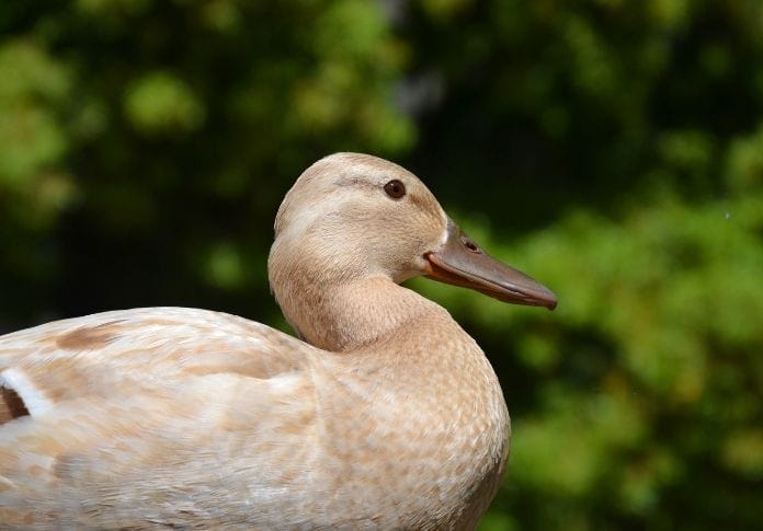 Cute & Funny Names for Yellow Ducklings