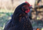 Famous Black Chicken Names 150x105 ?strip=all&lossy=1&ssl=1