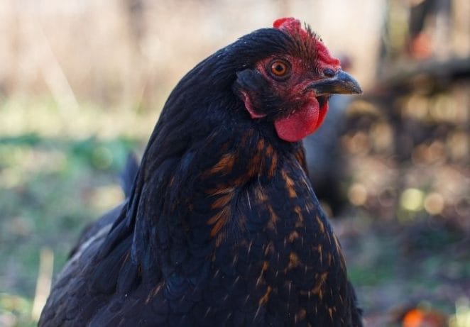 Famous Black Chicken Names