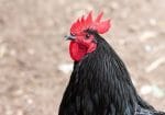 Female Black Chicken Names 150x105 ?strip=all&lossy=1&ssl=1