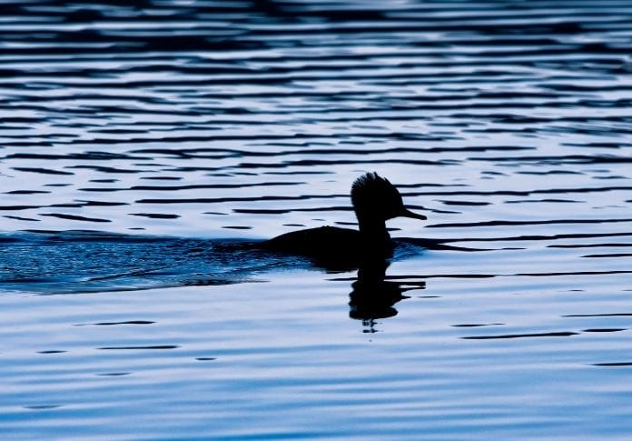 Female Black Duck Names