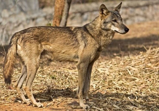 Female Indian Wolf Names