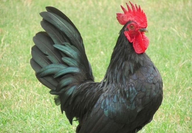 Female Names For Black Roosters