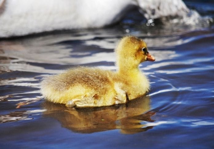 Female Names for Your Yellow Duck