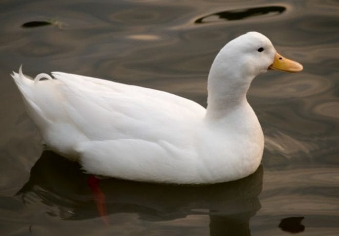 Female Names for a White Duck